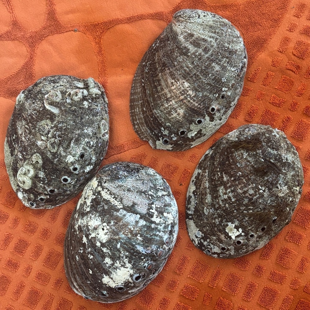 Iridescent Abalone Shells Set of 4 - Picture 2 of 5